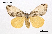 藏品(細紋黃毒蛾)的圖片